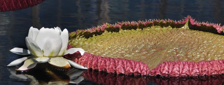 close up of a white waterplatter flower and the platter