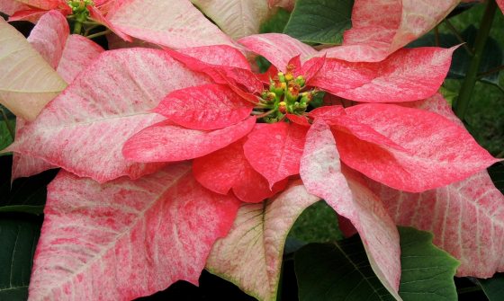 group of light pink colored poinsettias