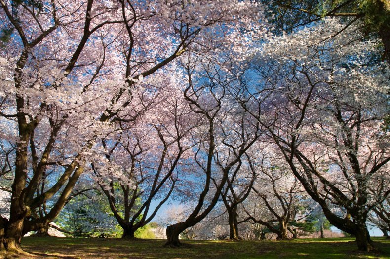 dark branching silhouettes of tree branches support a bounty of pink blossoms against a blue sky