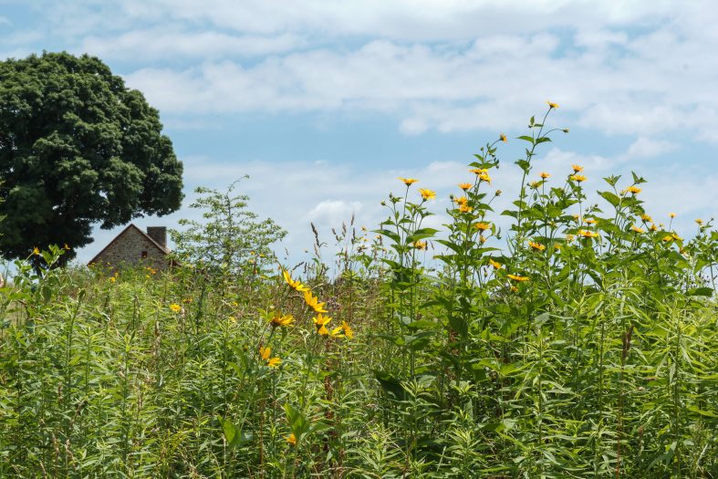 Tall green plants with yellow flowers in the foreground, with a small house and large tree in the background