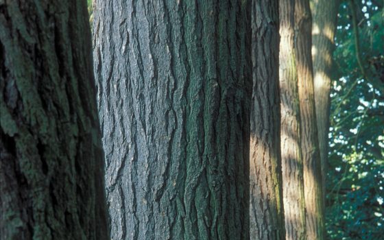image of multiple trees lined up with sun rays peaking through