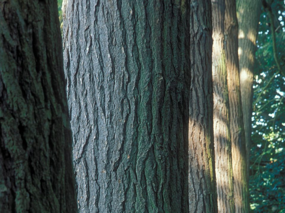 image of multiple trees lined up with sun rays peaking through
