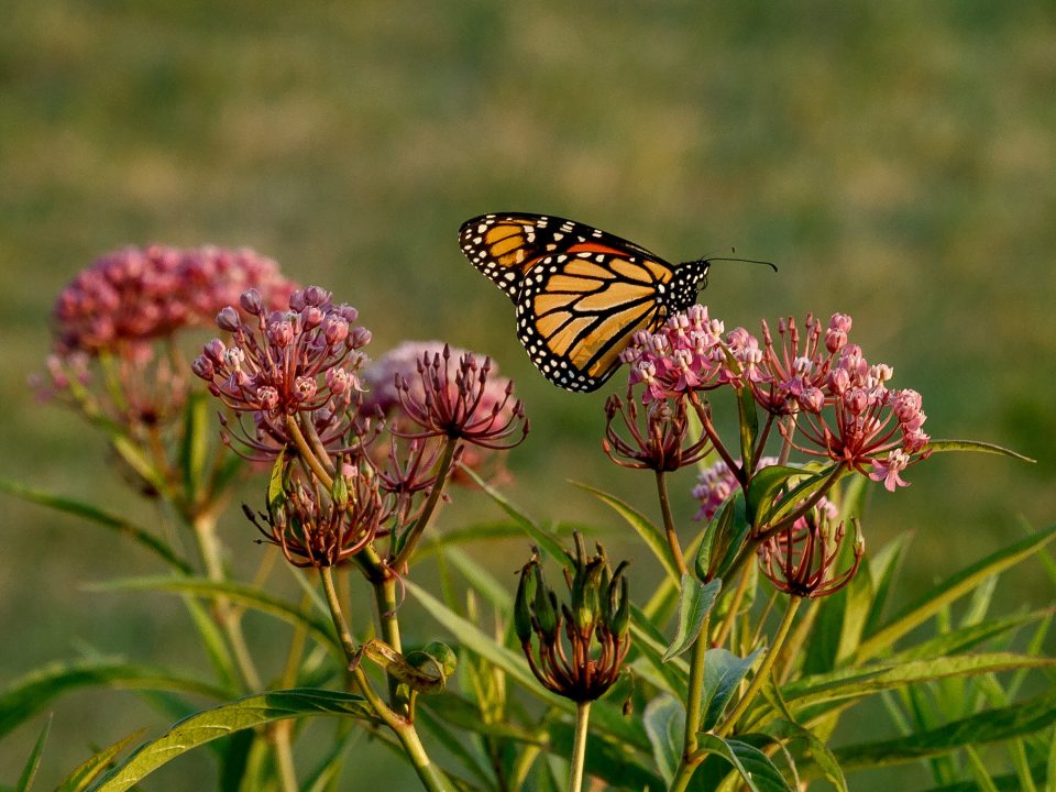 a monarch butterfly resting on a pink milkweed plant in a meadow