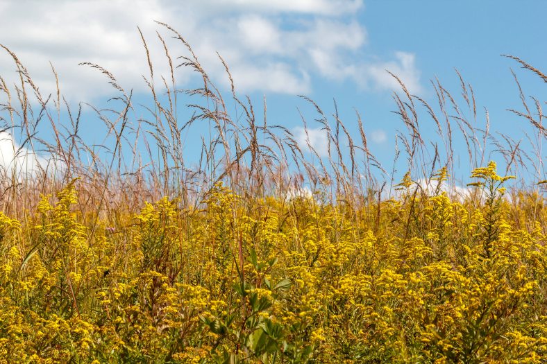 Yellow plants in a meadow under a blue sky