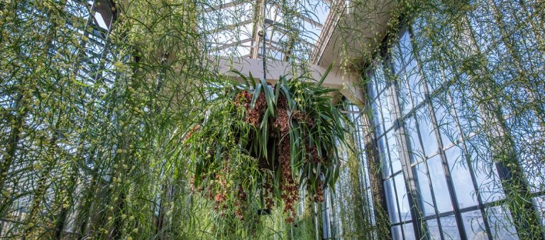hanging plant basket