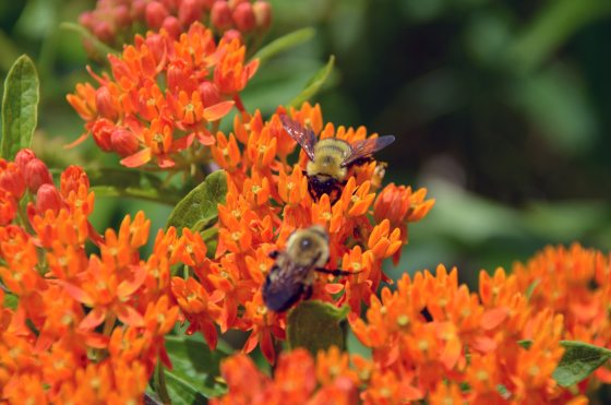 two bees on organce flowers
