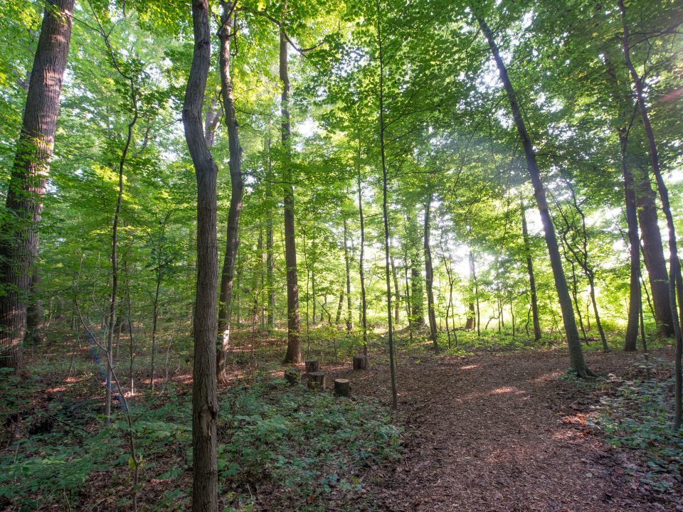 walking trail path of the Forest Walk at Longwood Gardens with sun rays shining through the tall trees