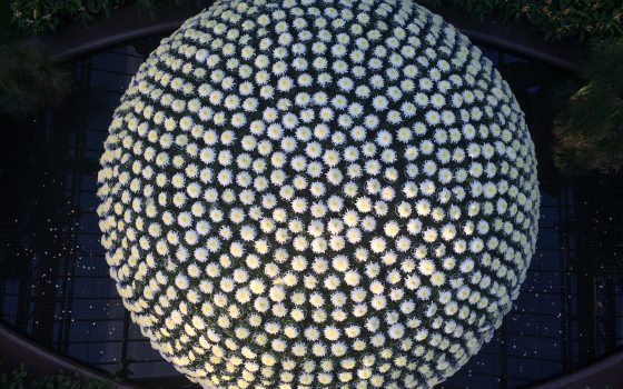 A striking top-down view shows a massive, perfectly spherical Chrysanthemum.