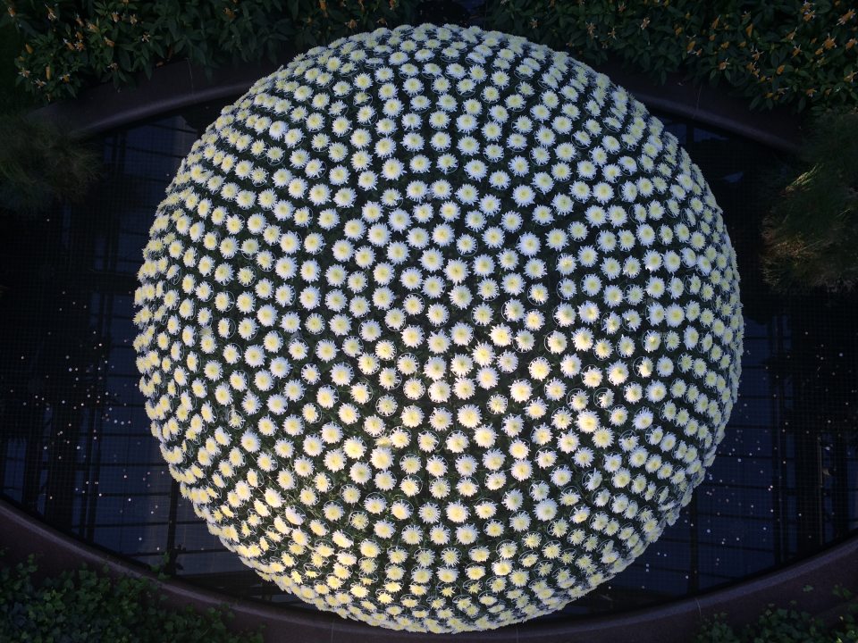 A striking top-down view shows a massive, perfectly spherical Chrysanthemum.