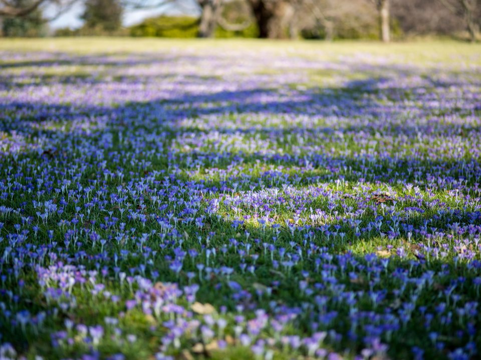 a field of small, blue flowers 