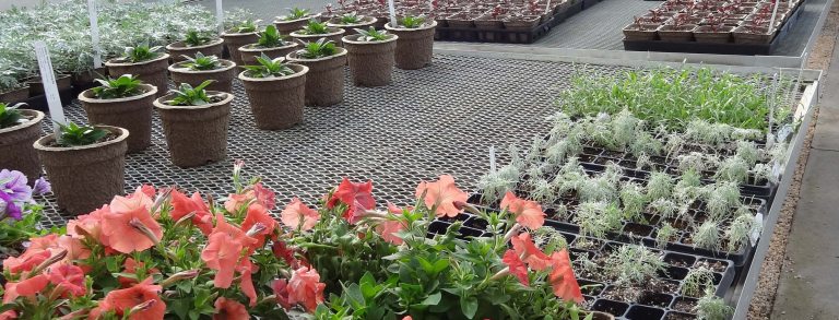 Rows of plants in growing pots sift on a lifted metal shelf in a greenhouse