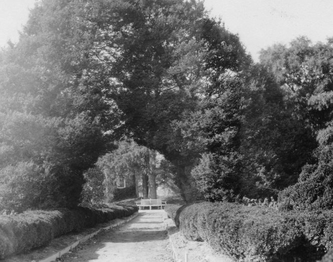 A large arching cedar tree looms over a walkway