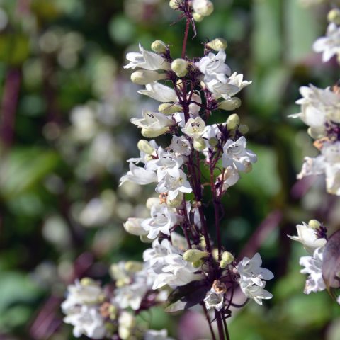 Plant with dark red stems and leaves and white tubular flowers.