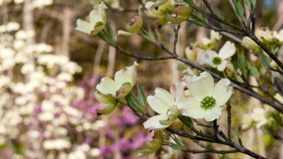 a flowering tree with pink and white flowers in the background 