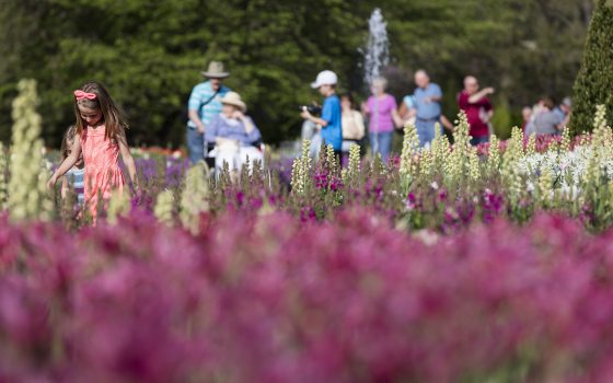 people looking at spring flowers