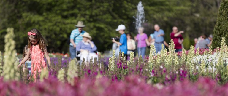people looking at spring flowers