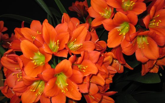 close up of orange Clivia Miniata with green and yellow center