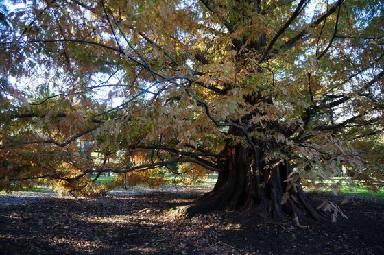 A dawn redwood tree with yellow and orange leaves at the Hillside Garden of Longwood Gardens