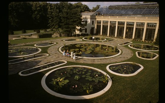 historic photo of the waterlily ponds 