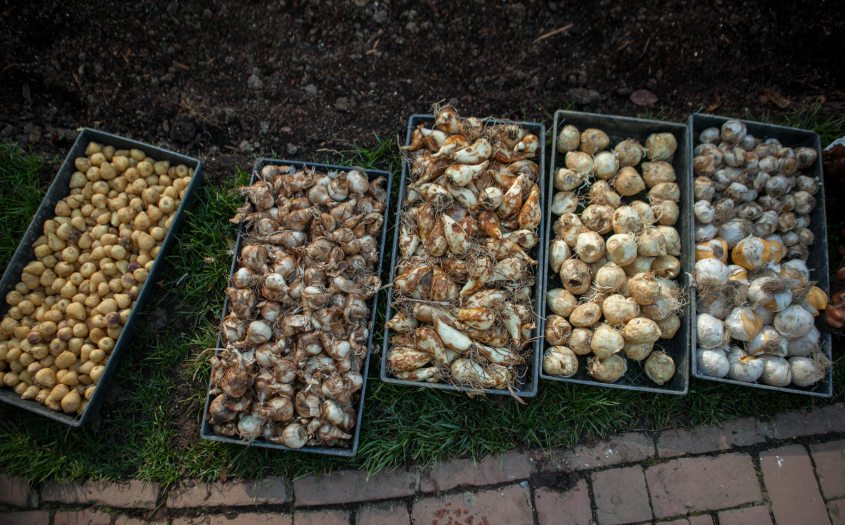 looking down at 5 bins full of bulbs