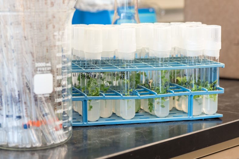 Clear test tubes filled with plant cuttings sit on a table  