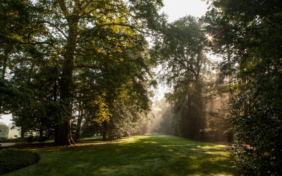 a lush green forest with a grass pathway on a dewy morning with the sun shining through the trees 