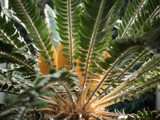 large green compound leaves surround large golden cones in a circular pattern