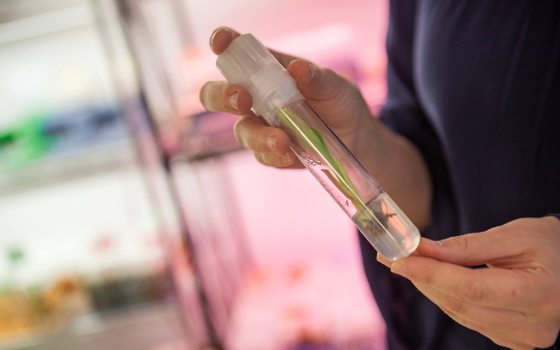 A person holds a small vial with plant material inside in a lab