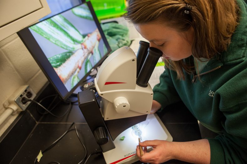 A woman with brown hair looks through a microscope. 