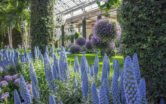 tall blue flowers in the foreground with purple flower orbs in the background of the conservatory