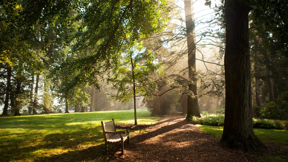 sun shines through a line of trees on to a wooden bench sitting on path made of wood chips
