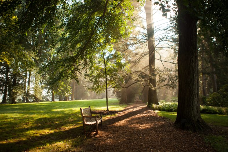 sun shines through a line of trees on to a wooden bench sitting on path made of wood chips