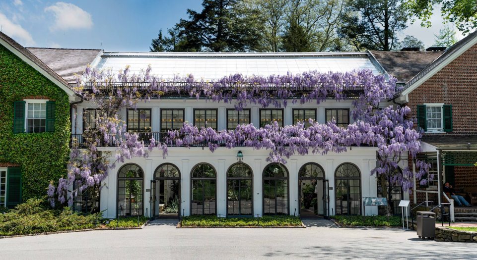 A brick house with flowering purple wisteria hanging over white arched doorways and windows