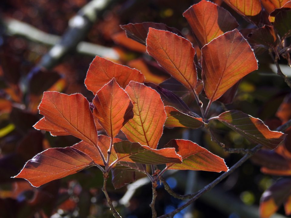 branch with bright orange and red leaves 