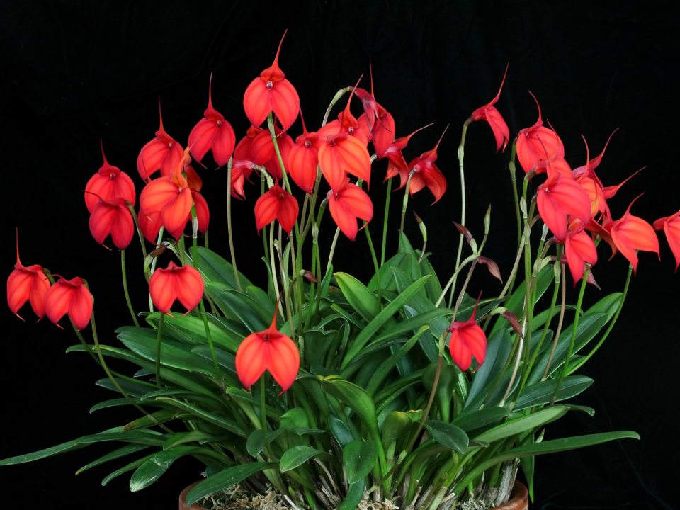 orchid with many red flowers in bloom on black background