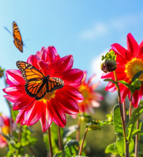 Two monarch butterflies on pink flowers underneather a blue sky.