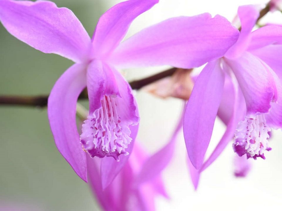 close up image of a pink orchid