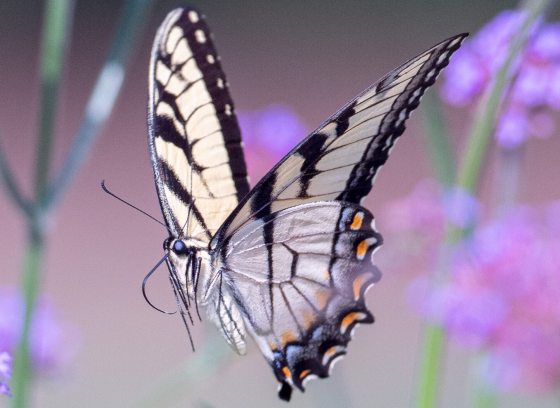 closeup of yellow and black butterfly among stems of purple flowers