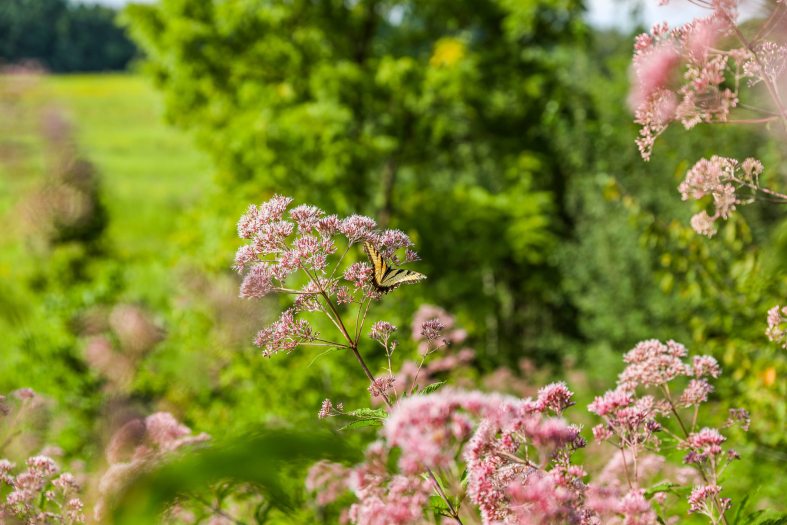 A yellow butterfly sits on a pink flower of a plant in a green meadow