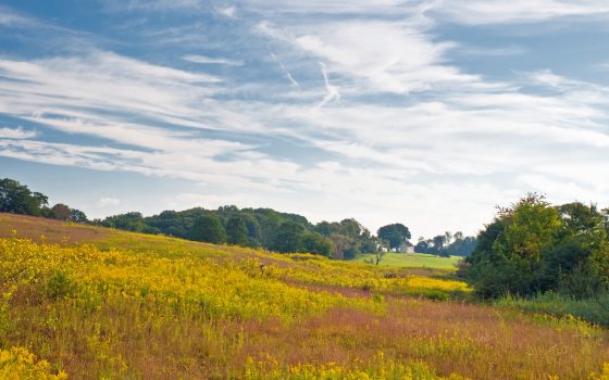 a vast, open field bursting with fall colors 