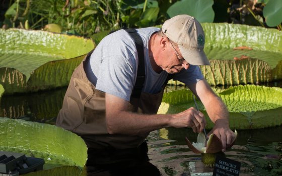 A gardener bends over the white flower of a water platter,  holding a brush-like tool to pollinate it.