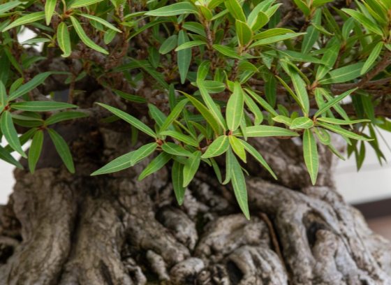 A close up of a ficus bonsai tree with knotty roots and green leaves.