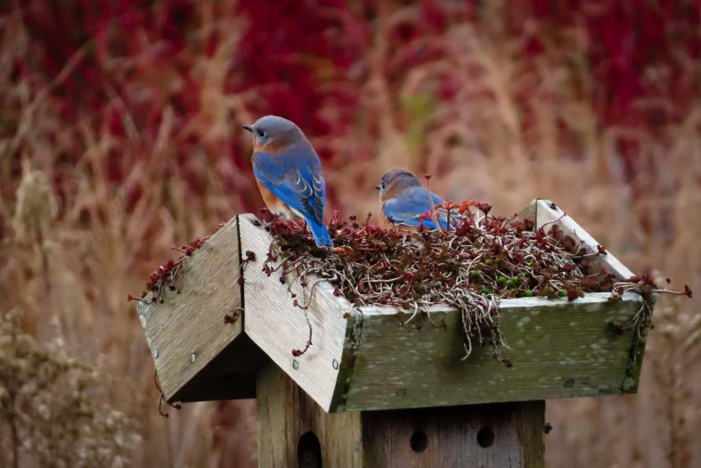 two bluebirds on top of a green roof birdhouse