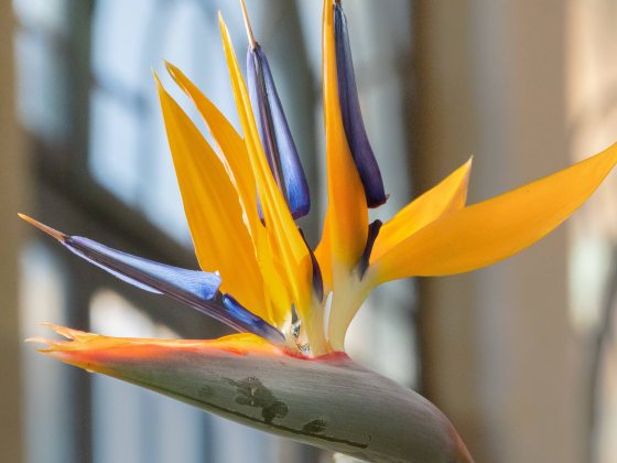 a bird-of-paradise in bloom with blue and gold petals