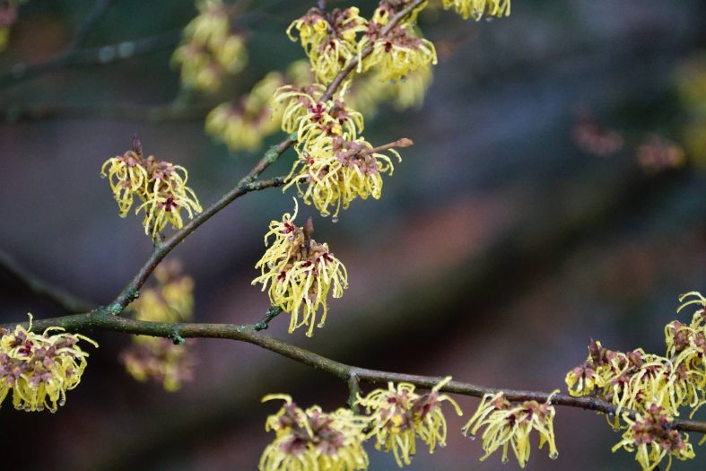 Close up of yellow witch hazel