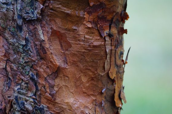 close up of the bark of a paperback maple tree 