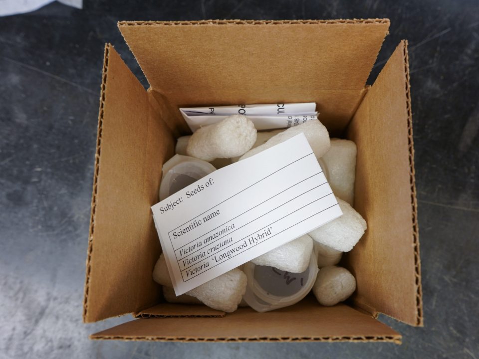 A box of victoria seeds inside a cardboard box with packing peanuts