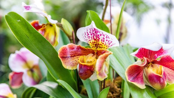 A vibrant orchid blooms in colors of pink, purple, white, and yellow. 