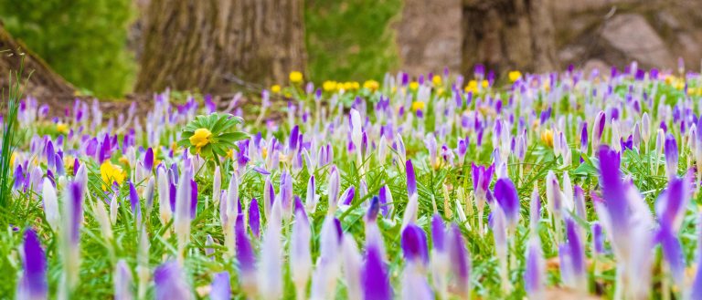 field of purple and white new flowers blooming
