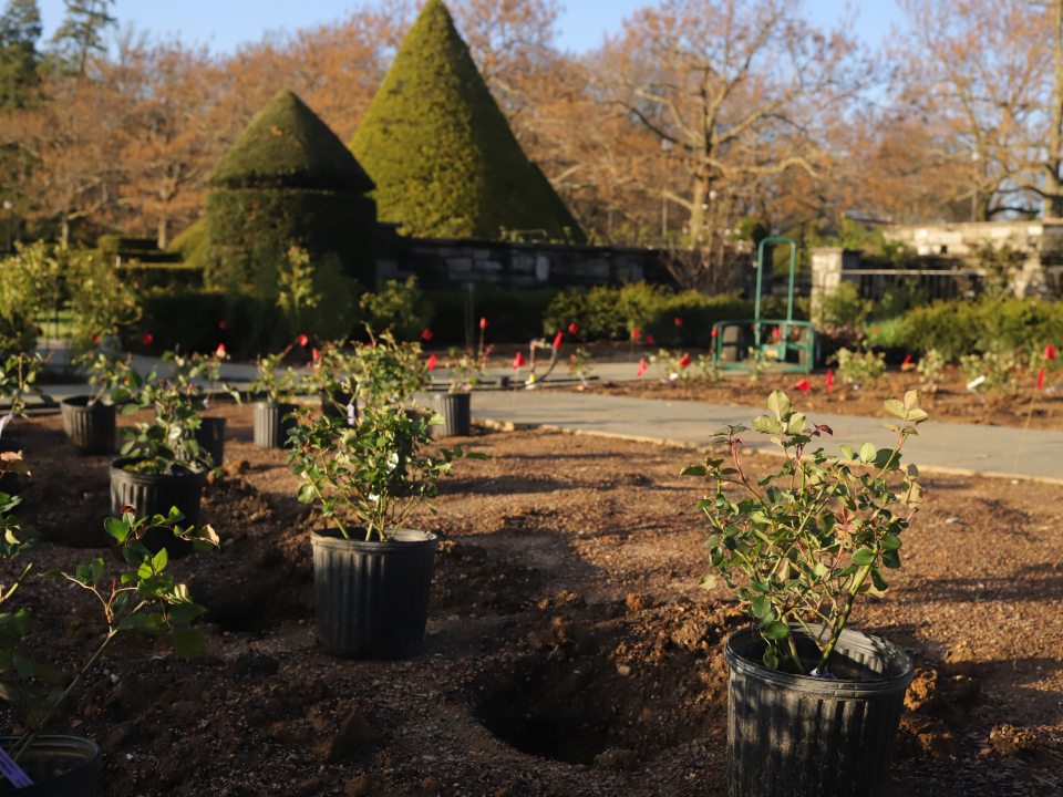plants in black containers on a bed of soil 